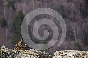 Mouflon in spring in Capcir, Pyrenees, France