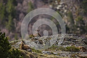 Mouflon in spring in Capcir, Pyrenees, France