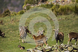 Mouflon in spring in Capcir, Pyrenees, France