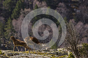 Mouflon in spring in Capcir, Pyrenees, France