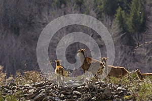 Mouflon in spring in Capcir, Pyrenees, France