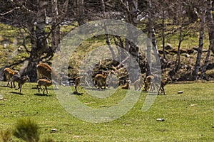 Mouflon in spring in Capcir, Pyrenees, France