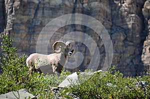 Mouflon, WIldlife as seen in Glacier National Park, Montana, USA