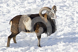 Mouflon winter