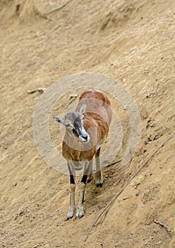 Mouflon at the zoo. Wild sheep walk in the highlands