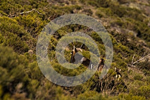 Mouflons in Capcir, Pyrenees, France