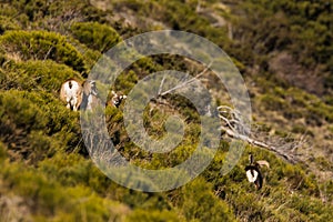 Mouflons in Capcir, Pyrenees, France