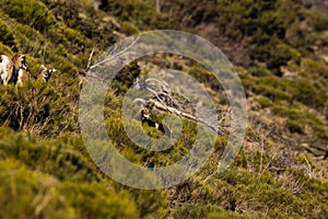 Mouflons in Capcir, Pyrenees, France