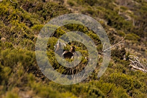 Mouflons in Capcir, Pyrenees, France