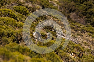 Mouflons in Capcir, Pyrenees, France