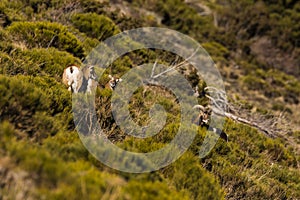 Mouflons in Capcir, Pyrenees, France