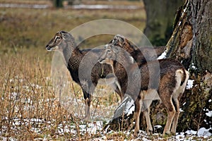 Mouflons Herd in Winter Ovis Aries Musimon