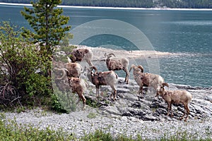 Mouflons in the rocky mountains Canada