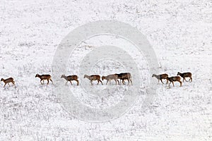 Mouflons in Winter Wild nature ovis musimon