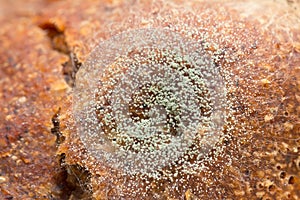Mould on bread