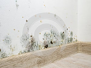 Mould and fungus growth on white wall