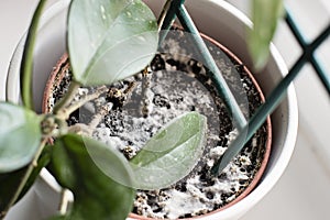 Mould growing on a soil in the flower pot with the house plant. Young hoya plant in humid