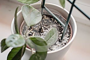 Mould growing on a soil in the flower pot with the house plant. Young hoya plant in humid