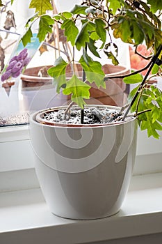 Mould growing on a soil in the flower pot with the house plant. Young ivy plant in humid environment. Fungus disease in cissus