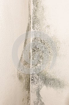 Mould and moisture build up on a wall