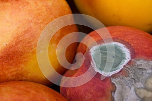 Mould On Peach