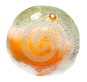 Moulded orange