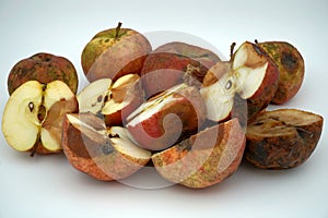 Moulded and rotten apples, some of them cut in halves showing their spoiled pulp.