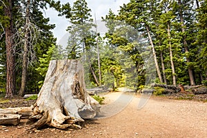 Mouldering stump in pine forest