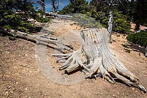 Mouldering stump in pine forest photo