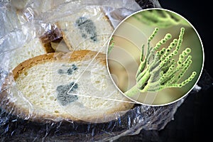 Mouldy bread and close-up view of Penicillium fungi, the causative agent of bread mould