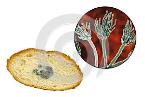 Mouldy bread and close-up view of Penicillium fungi, the causative agent of bread mould