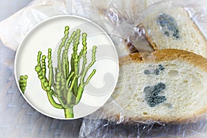 Mouldy bread and close-up view of Penicillium fungi, the causative agent of bread mould