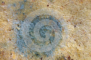 Mouldy bread
