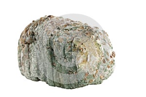 Mouldy bread isolated
