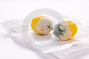 Mouldy lemons, food waste concept