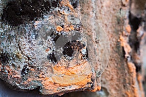 Mouldy moldy bread. Close-up