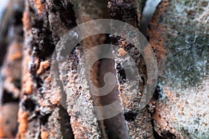 Mouldy moldy bread. Close-up