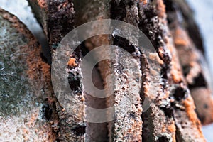 Mouldy moldy bread. Close-up