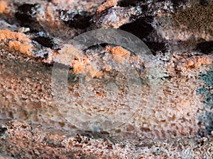 Mouldy moldy bread. Close-up