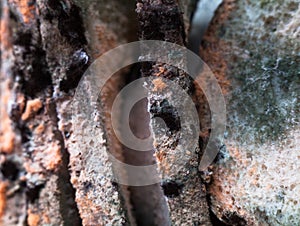 Mouldy moldy bread. Close-up