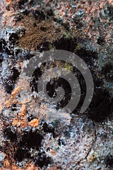 Mouldy moldy bread. Close-up