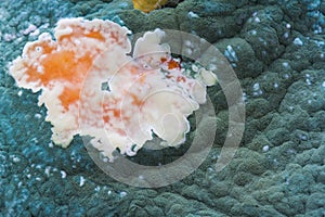 Mouldy orange surface