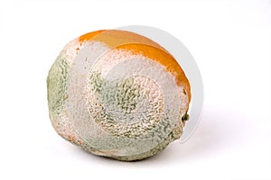 Mouldy orange on white