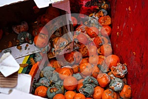 Mouldy tangerines in garbage can - food waste concept