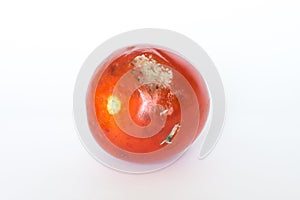 Mouldy Tomato