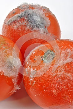 mouldy tomato on a white background