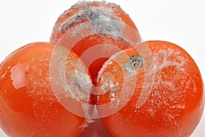 Mouldy tomato on a white background