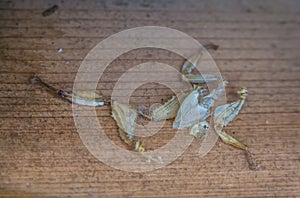 Moult of a spiny leaf insect, Bug shedding, tropical walking stick specie from Australia