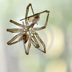 Moulted exoskeleton of a spider. Backlit in window.