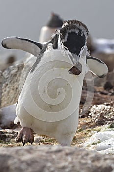 Moulting Antarctic penguin who is a stone in the nest during the